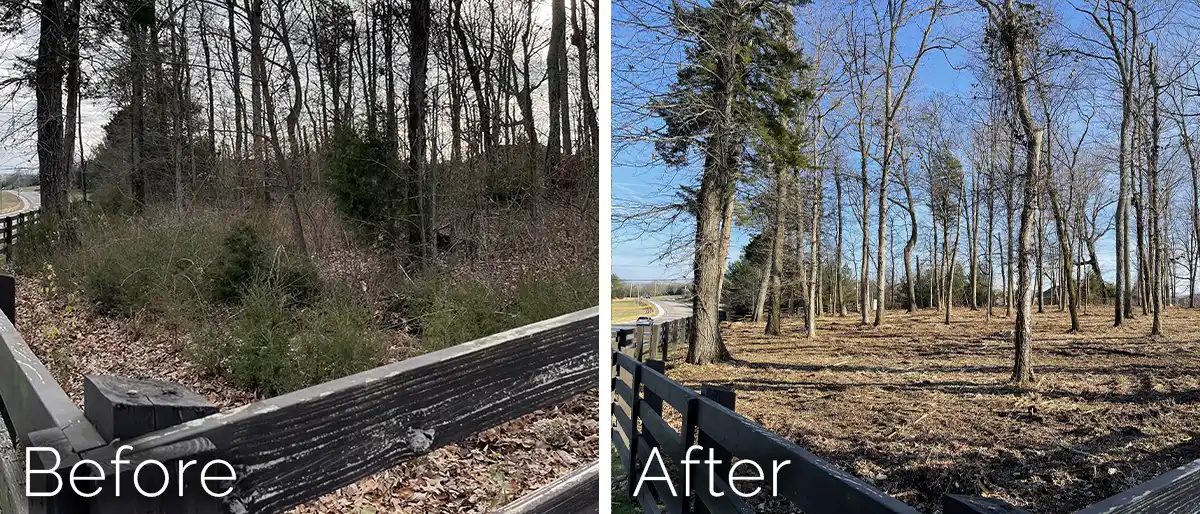 Before and after comparison of an overgrown wooden fence line completely cleared of brush and small trees.