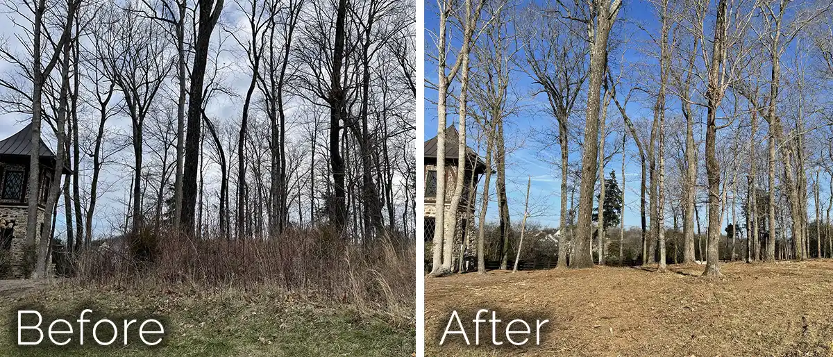 Large yellow CAT excavator parked on a freshly cleared dirt site with a dense green forest background under daylight.