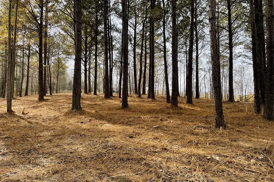 Wide view of a cleared pine forest with tall mature trees and ground covered in fresh mulch and pine straw after underbrush removal.